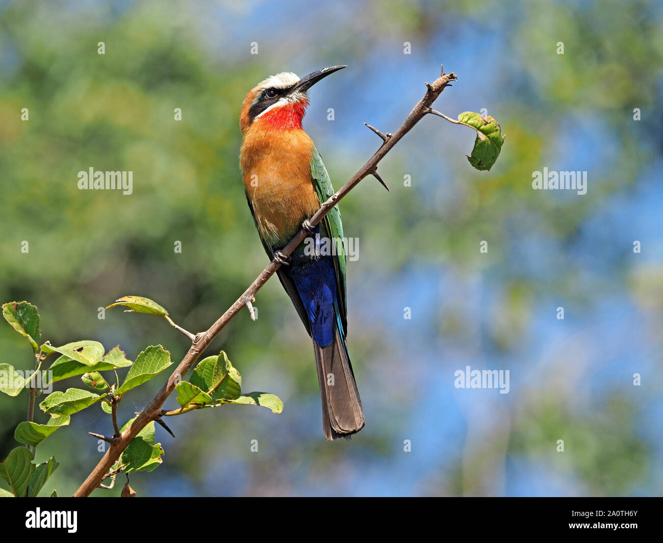 Spettacolare bianco-fronteggiata Gruccione (Merops bullockoides) con piumaggio dettagliata hawking insetti da pesce persico sul ramo in Sud Luangwa, Zambia,Africa Foto Stock