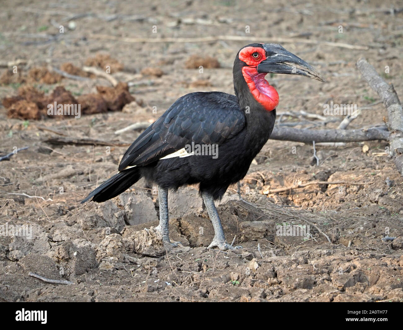 Lone terra meridionale hornbill (Bucorvus leadbeateri)con rosso di bargiglio, cere & pelle del viso in foraggio essiccato fuori laguna fangosa in Sud Luangwa NP, Zambia Foto Stock