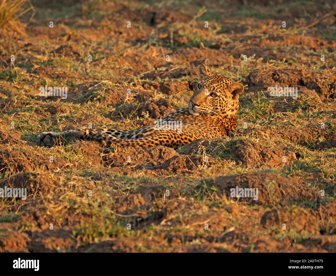 Femmina adulta leopard (Panthera pardus) in sera sdraiati mimetizzata nel brutto sterrato fango di laguna a secco in Sud Luangwa NP, Zambia, Africa Foto Stock