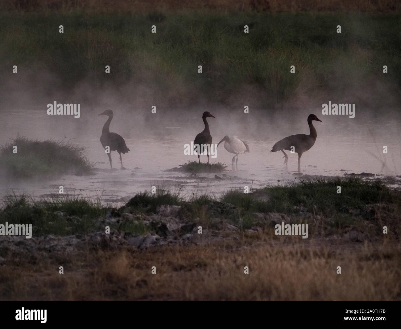 3 oche alate con speroni (Plectropterus gambensis) e 1 ibis sacro (Threskiornis aethiopicus) in una piscina a vapore alimentata da sorgenti termali nel South Luangwa NP, Zambia Foto Stock