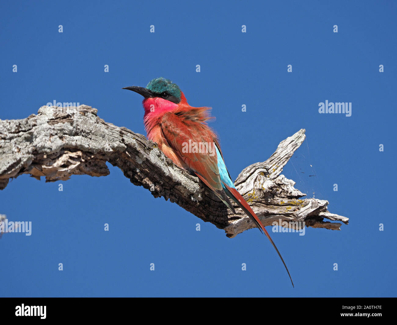Spettacolare Sud del Carmine Gruccione (Merops nubicoides) con piumaggio dettagliata hawking insetti dal ramo persico nel sud Luangwa NP, Zambia,Africa Foto Stock
