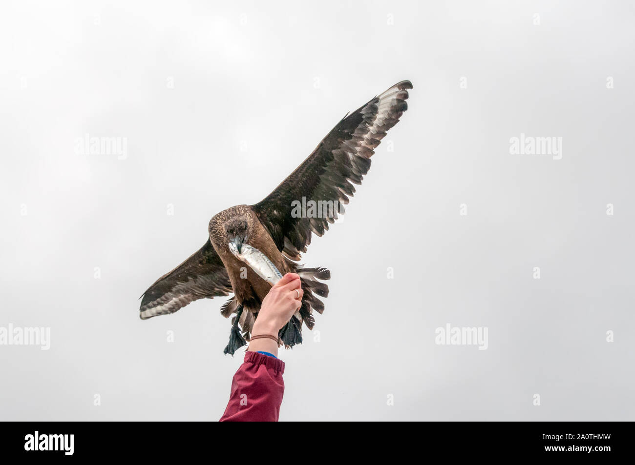 Un grande Skua, Catharacta skua, prende un pesce dalla mano mentre a seguito di una fauna barca off Shetland nel nord Atlantico. Foto Stock