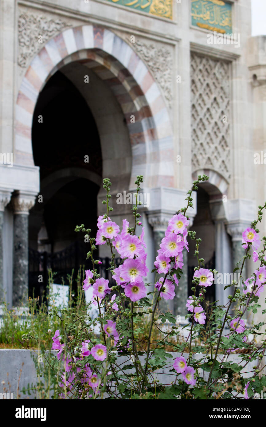 La storica Porta della Università di Istanbul, adorabile e sontuoso, con una bella rosa fiori di marshmallow in primo piano. Foto Stock