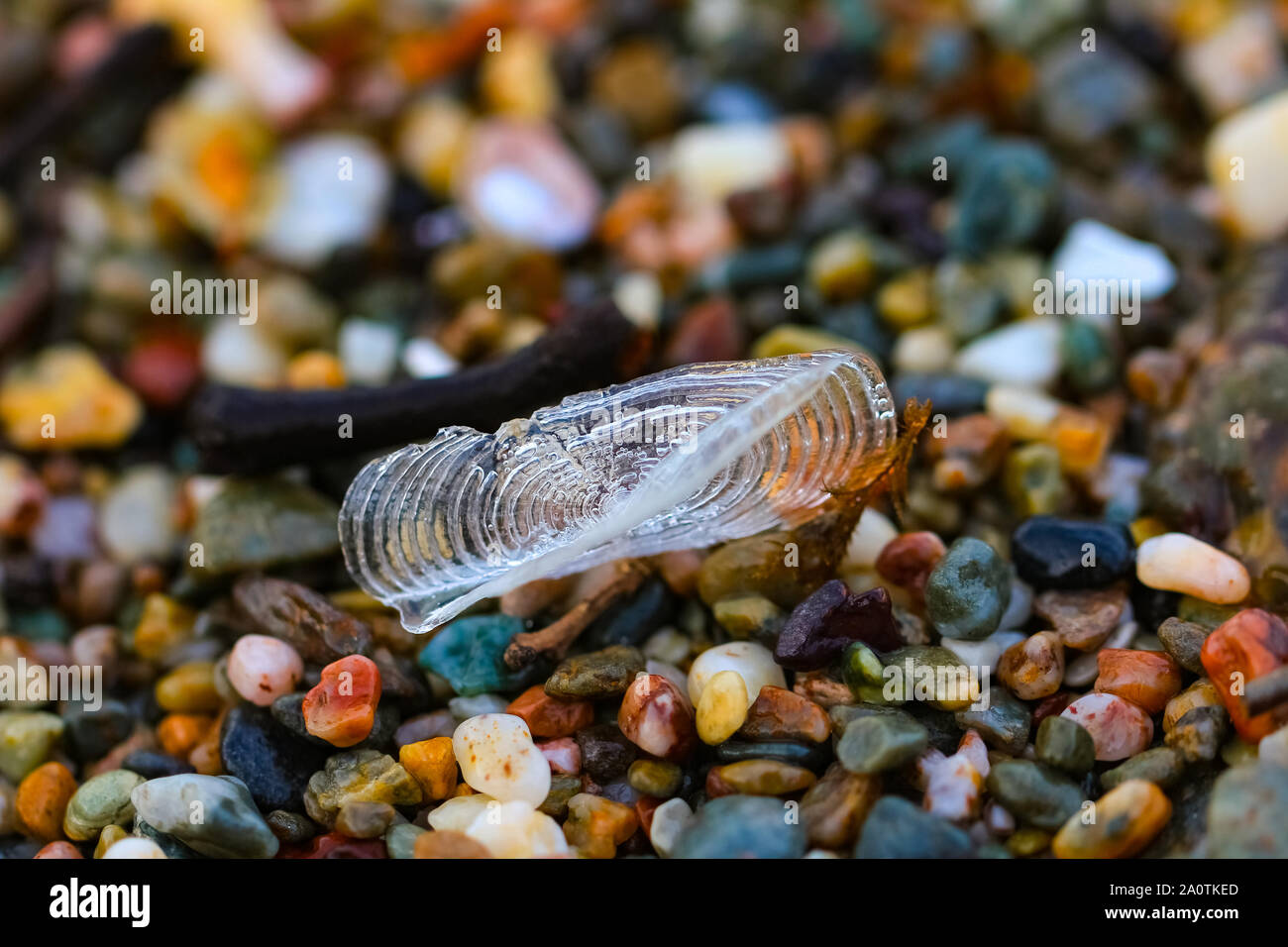 Close up velella meduse sulla spiaggia di sabbia di poco pietre multicolore. Foto Stock