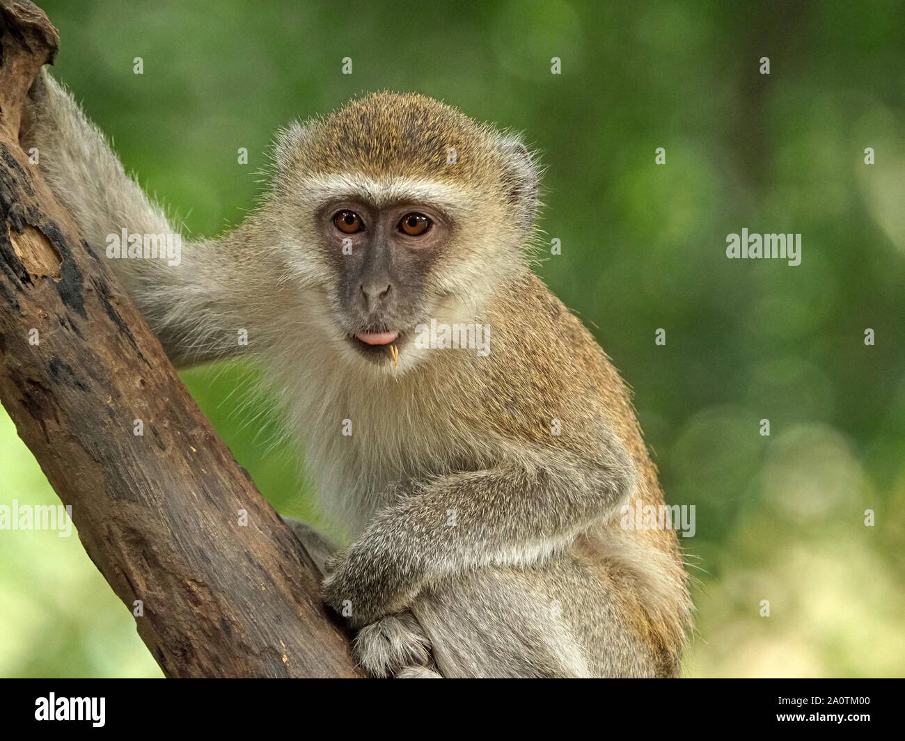 Espressione facciale di pimpante giovane Vervet monkey (Chlorocebus pygerythrus) spuntavano lingua sul tronco di albero in Sud Luangwa NP, Zambia, Africa Foto Stock