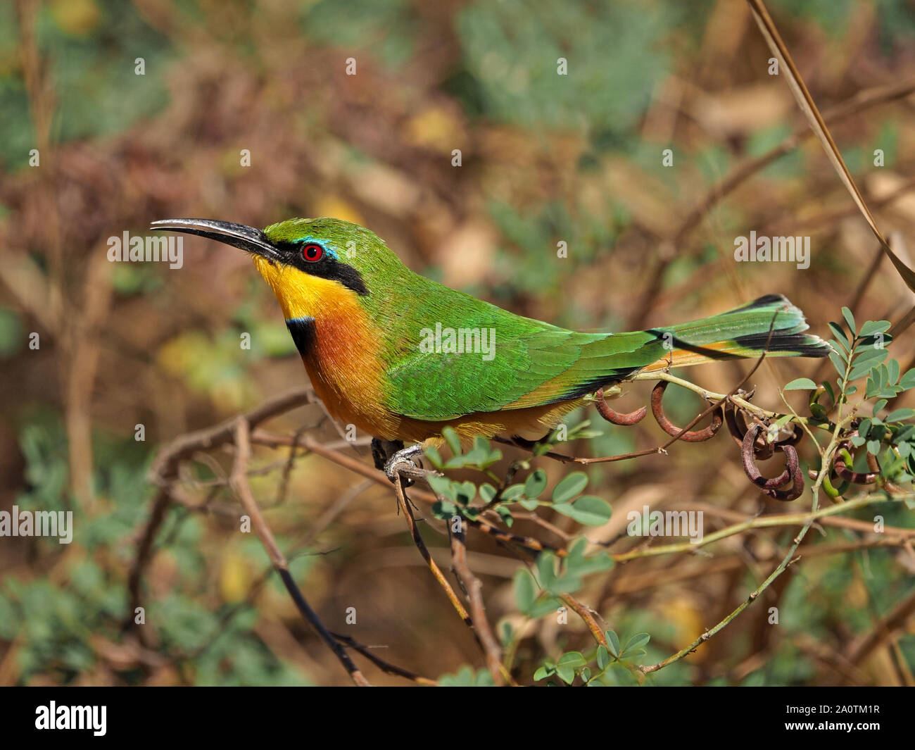 Spettacolare colorata Little Gruccione (Merops pusillus) con piumaggio dettagliata hawking insetti da pesce persico sul ramo in Sud Luangwa NP, Zambia,Africa Foto Stock