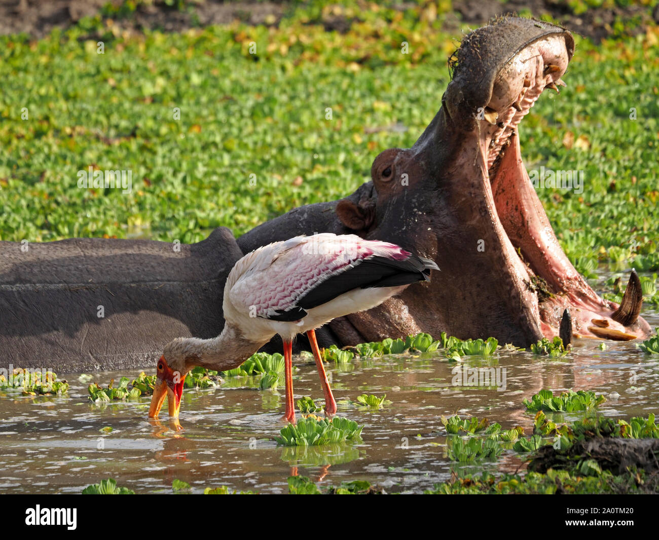Sbadigliare Ippona (Hippopotamus amphibius) in laguna piena di acqua cavolo (Pistia stratiotes) con la pesca giallo-fatturati Stork, South Luangwa NP, Zambia Foto Stock