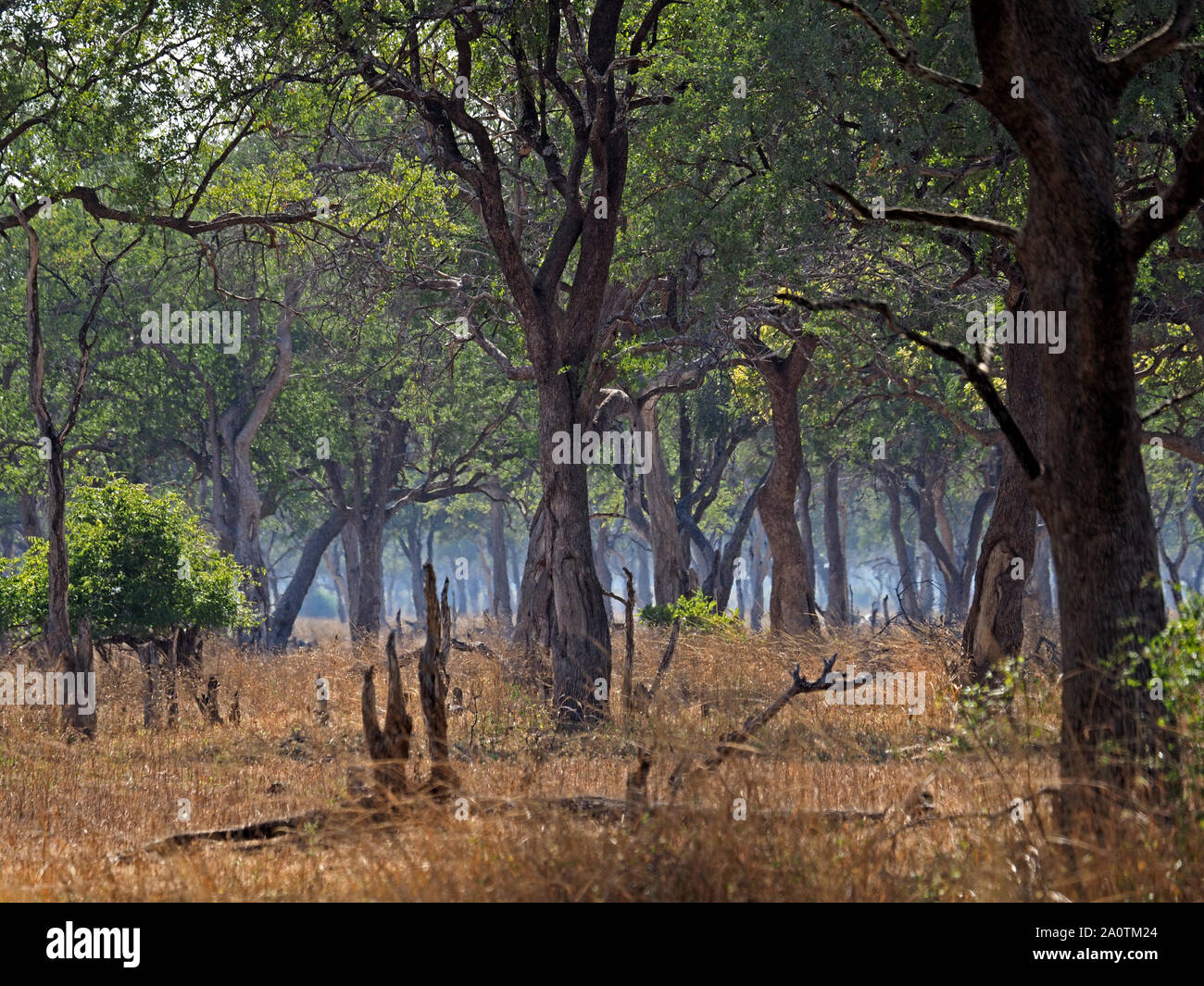 Blu nebbia nebuloso nella distanza oltre nodose tronchi di elephant alberi danneggiati contrasta con bosco tropicale fogliame in Sud Luangwa NP, Zambia,Africa Foto Stock