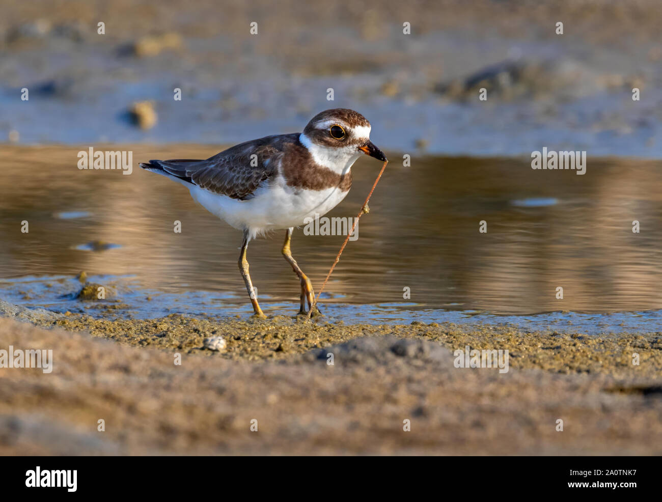 Semipalmated plover (Charadrius semipalmatus) tirando un seaworm dal suolo a bassa marea, sotto la luce del tramonto, Galveston, Texas, Stati Uniti d'America. Foto Stock