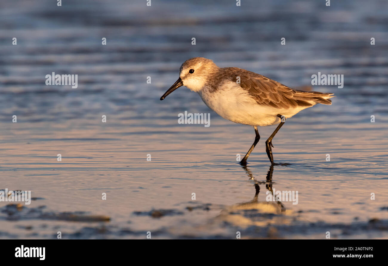 Western sandpiper (Calidris mauri) in inverno piumaggio alimentare lungo la spiaggia dell'oceano al tramonto, Galveston, Texas, Stati Uniti d'America. Foto Stock