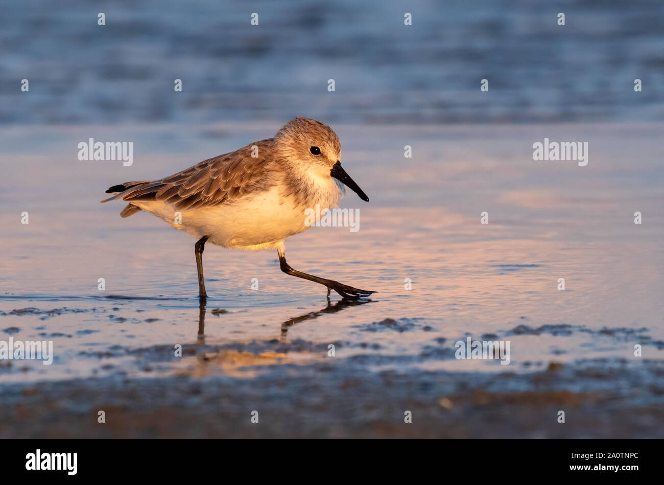Western sandpiper (Calidris mauri) in inverno piumaggio alimentare lungo la spiaggia dell'oceano al tramonto, Galveston, Texas, Stati Uniti d'America. Foto Stock
