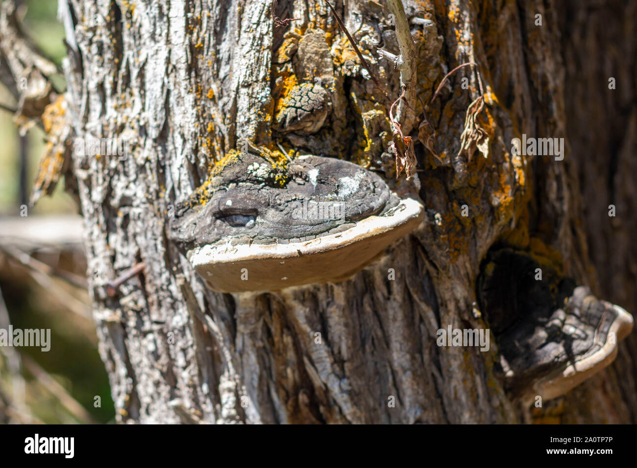 Close-up su un Inonotus obliquus Foto Stock