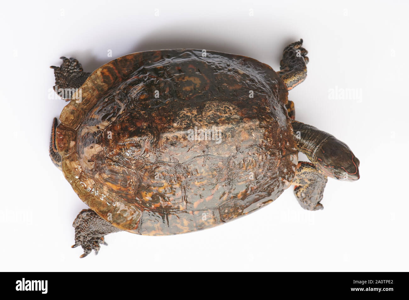 Marrone tartaruga terrestre sopra vista dall'alto isolato su sfondo bianco Foto Stock