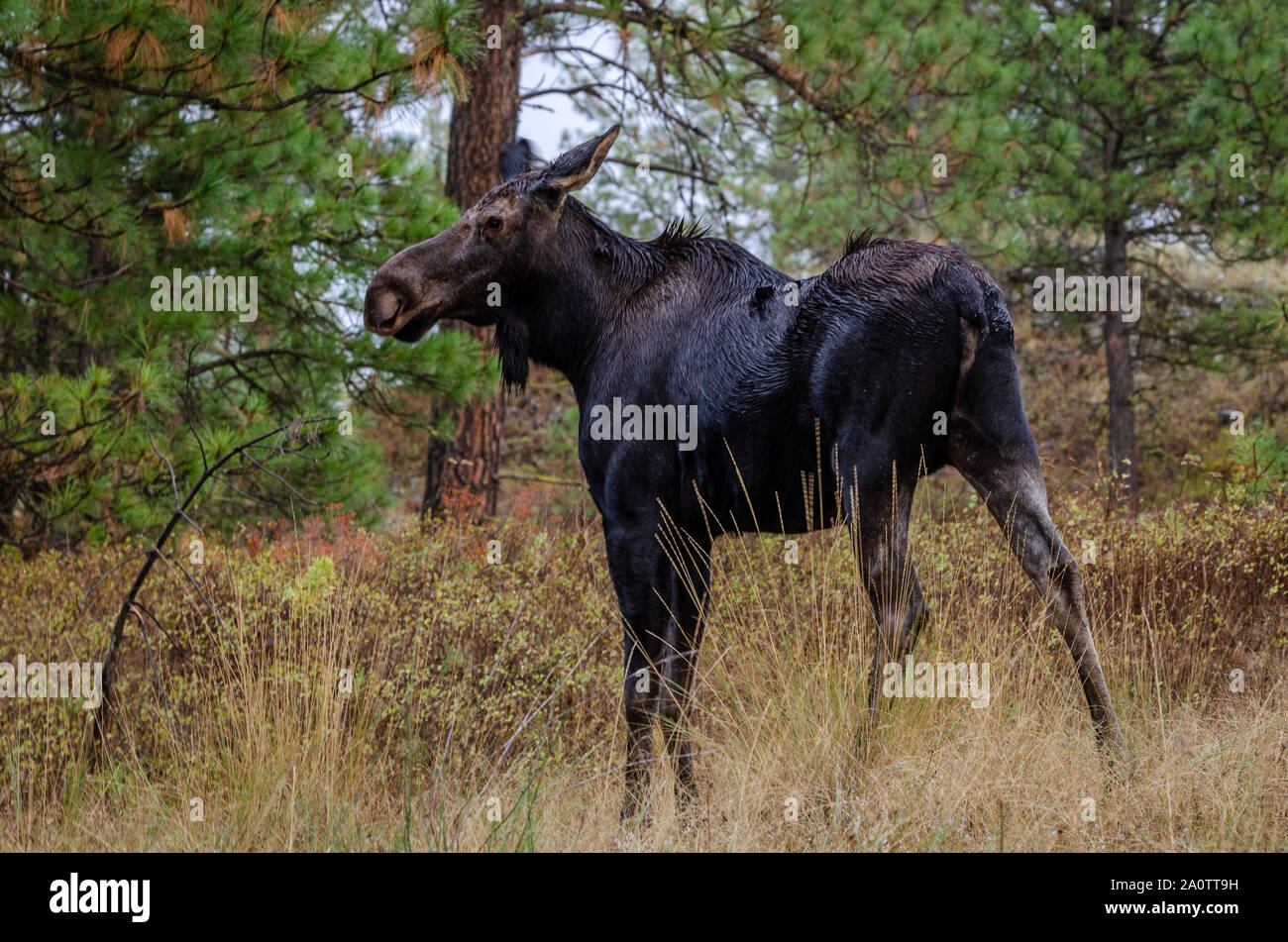 Wet mucca alci nella foresta. Foto Stock
