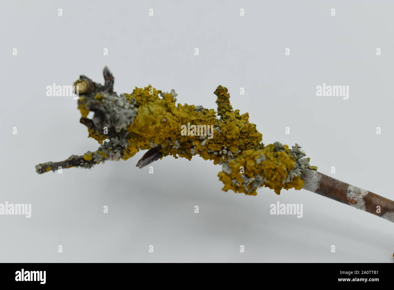 Il Lichen sui ramoscelli di rowan albero da un giardino urbano di Milton Keynes. Foto Stock