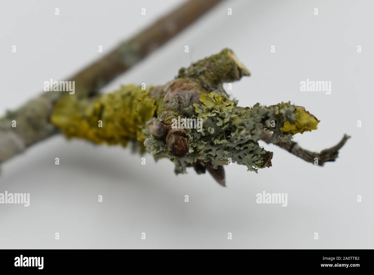Il Lichen sui ramoscelli di rowan albero da un giardino urbano di Milton Keynes. Foto Stock