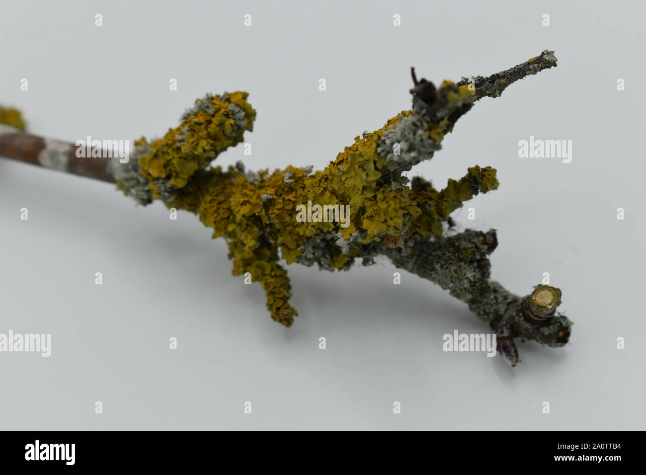 Il Lichen sui ramoscelli di rowan albero da un giardino urbano di Milton Keynes. Foto Stock