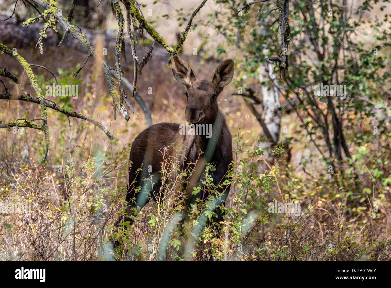 Giovani alci vitello nella foresta. Foto Stock