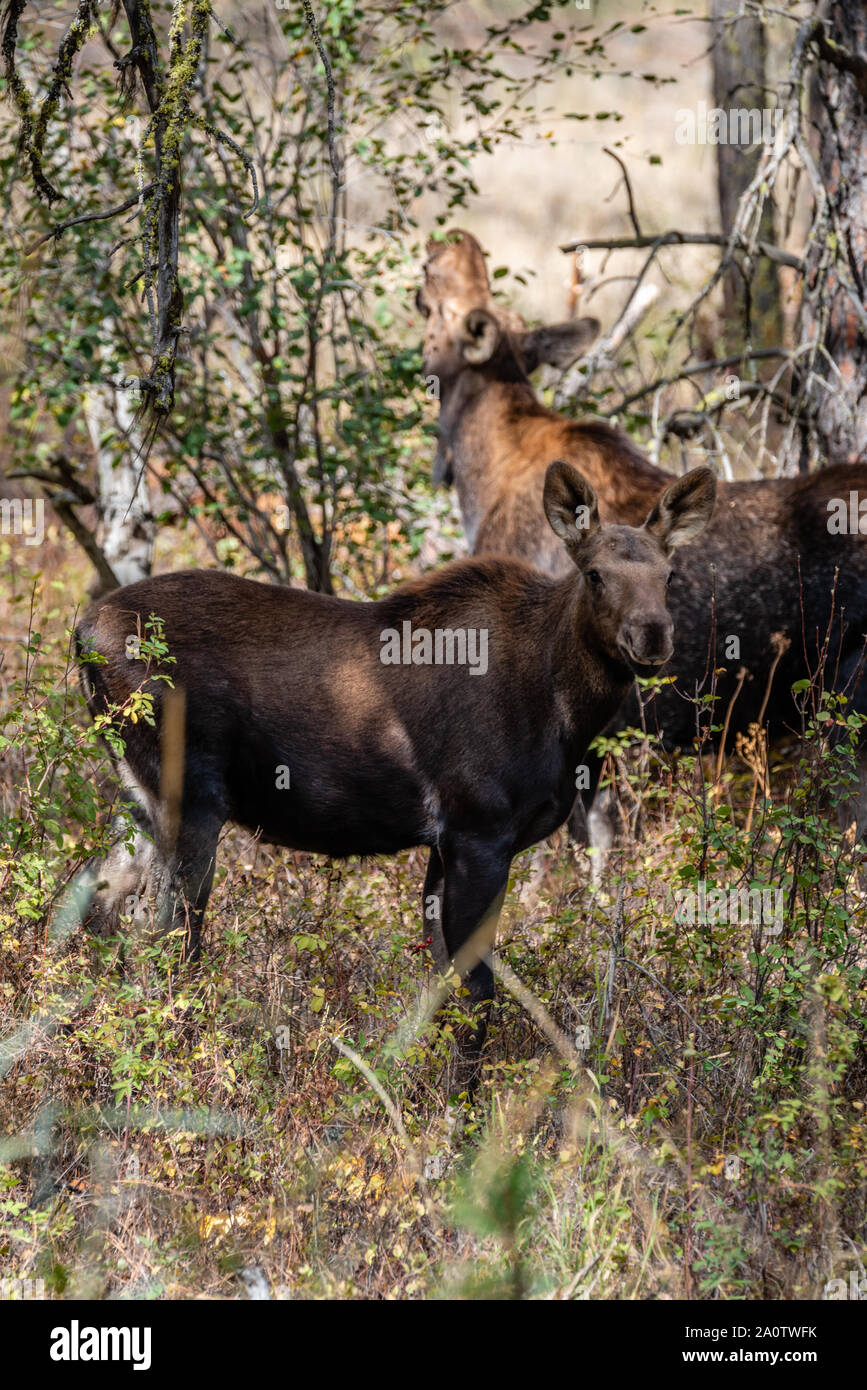 Moose vacca e vitello nella foresta Foto Stock