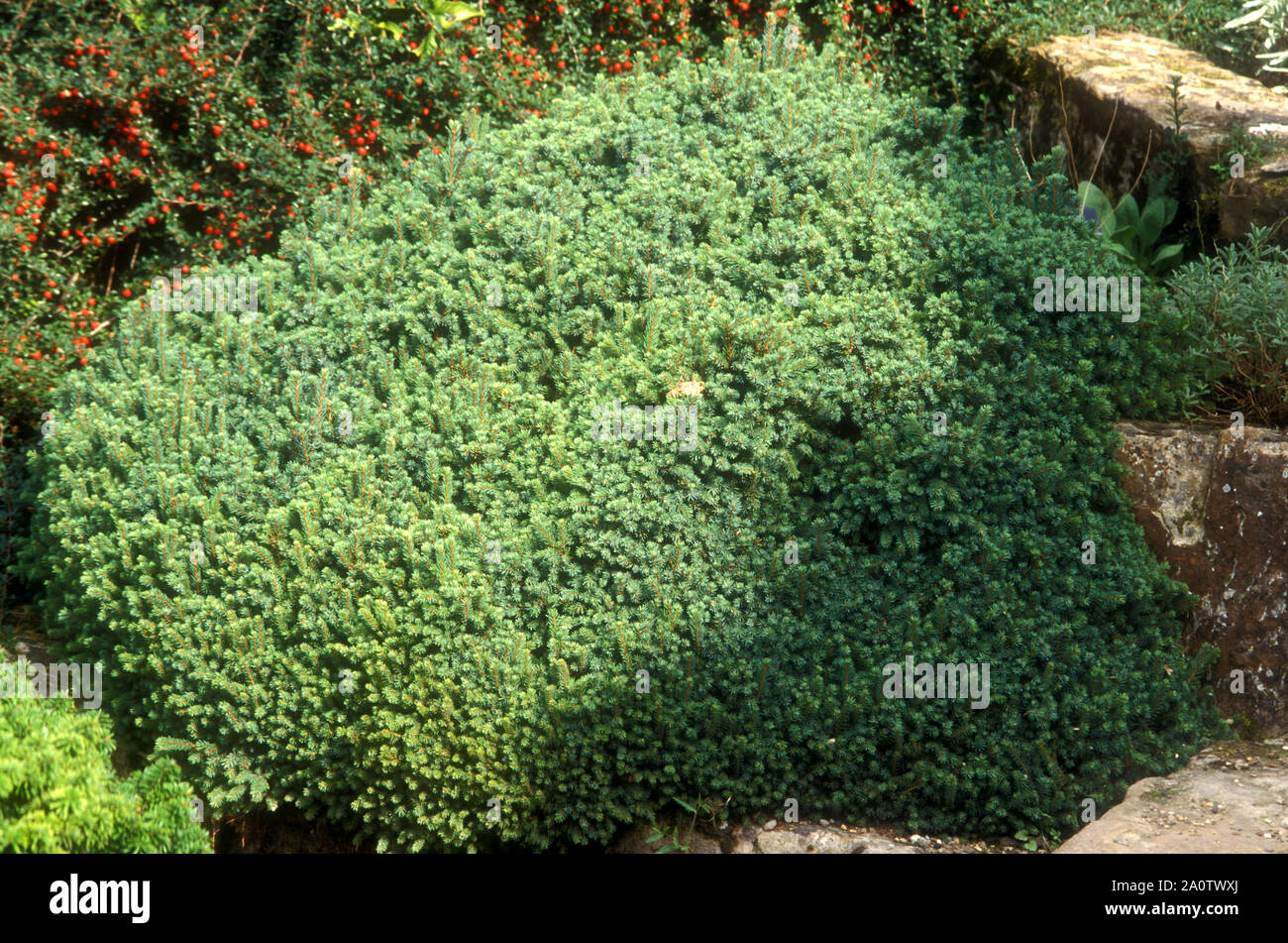 PICEA MARIANA "NANA' (a lenta crescita cultivar nane della conifera sempreverde) cresce in grumi Foto Stock