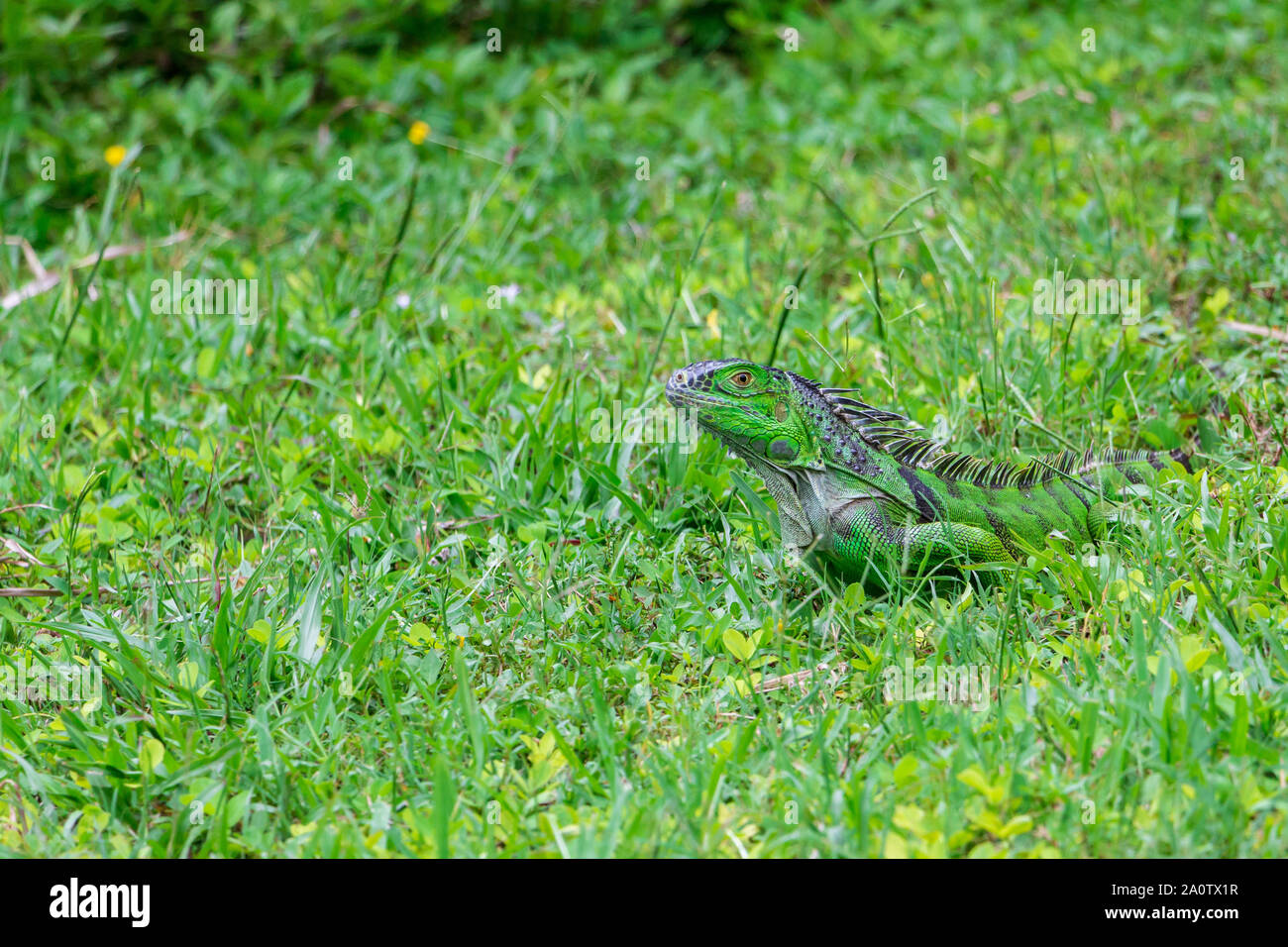 Verde (Iguana iguana iguana) giacente mimetizzata in erba - Topeekeegee Yugnee (TY) Park, Hollywood, Florida, Stati Uniti d'America Foto Stock