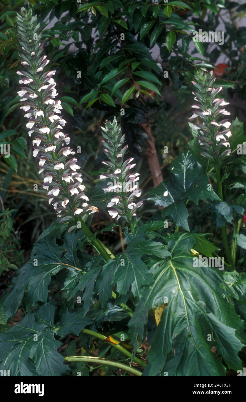 OYSTER IMPIANTO (ACANTO MOLLIS) noto anche come orso calzoncini o BEARSFOOT. ACANTHACEAE Foto Stock