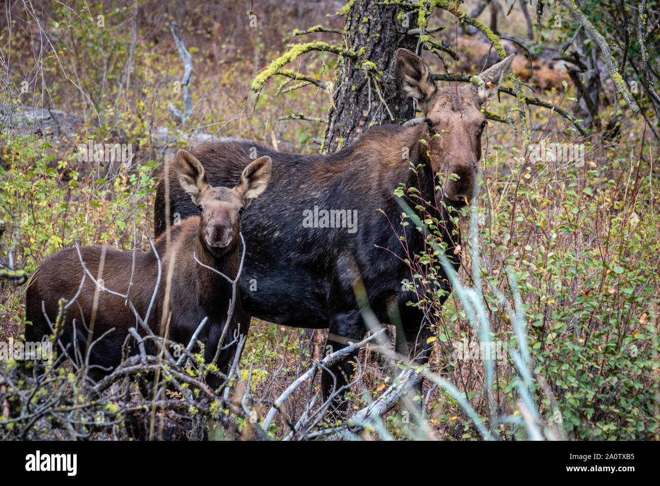 Moose vacca e vitello nella foresta Foto Stock