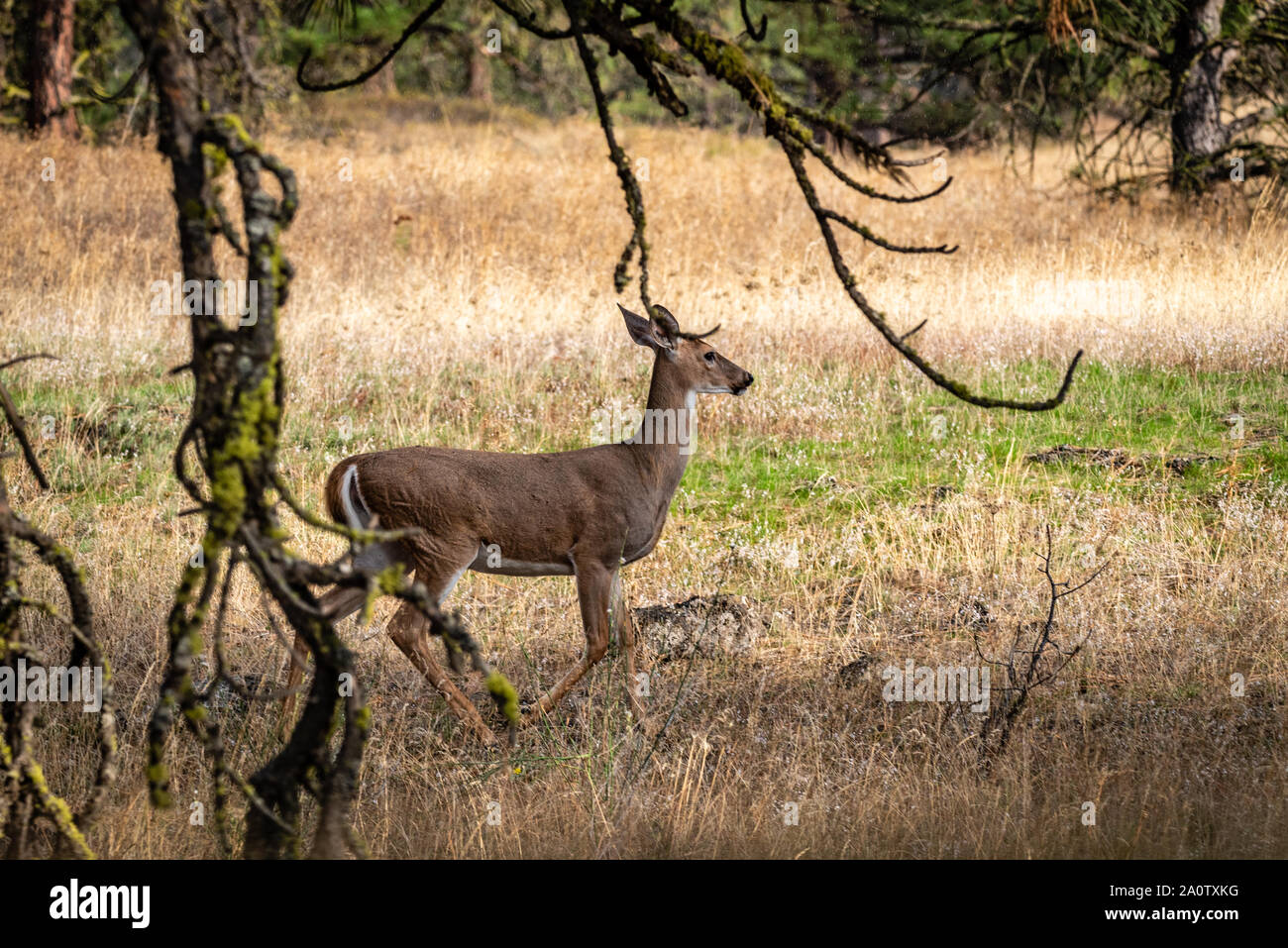 Avviso bianco-tailed Doe Foto Stock