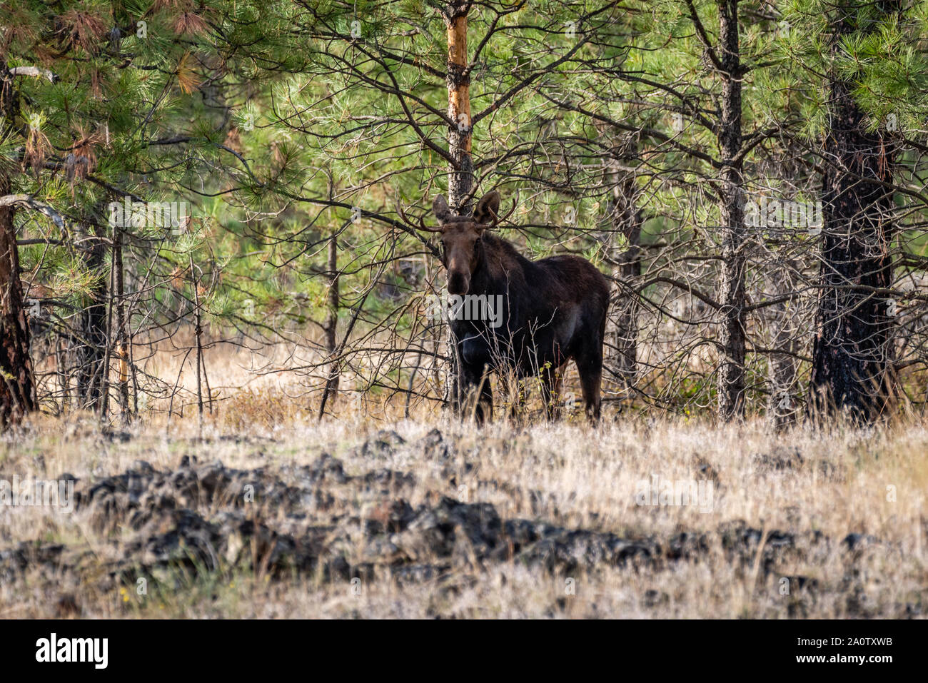 Bull alci nella foresta Foto Stock