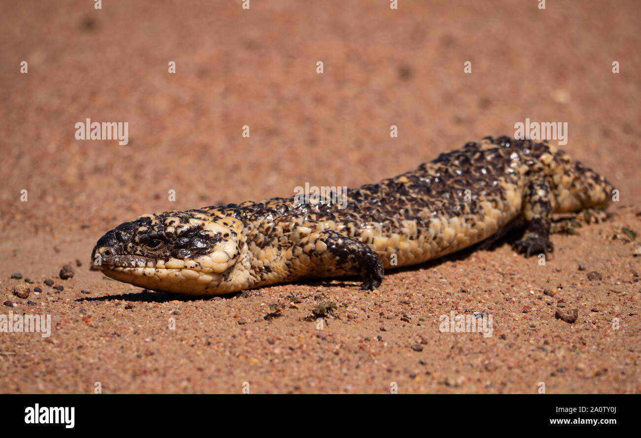 Una lucertola Shingleback, Tiliqua rugosa noto anche come una tozza, codato Boggi, assonnato o bobtail lizard outback nel Nuovo Galles del Sud, Australia Foto Stock