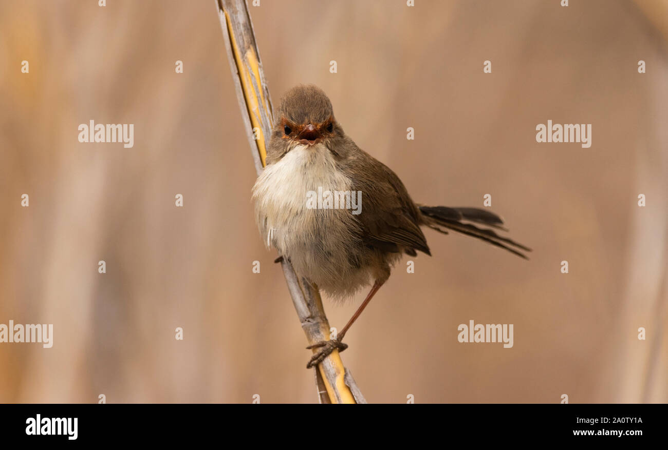 Superba Fairywren, Malurus cyaneus, femmina chiamando o cinguettio a Mudgee, Nuovo Galles del Sud, Australia Foto Stock