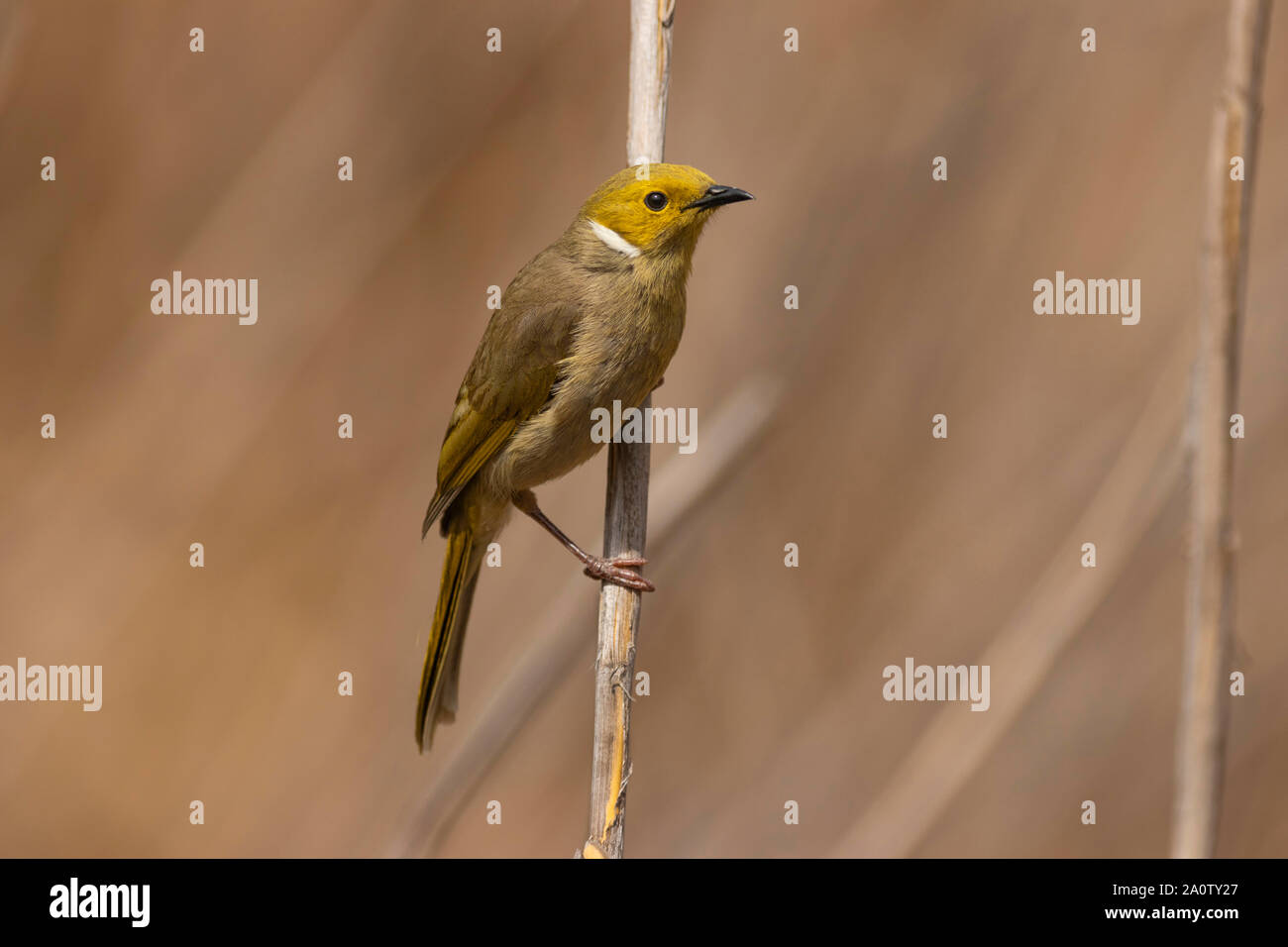 Bianco-Honeyeater piumati, Lichenostomus penicillatus, a Mudgee Nuovo Galles del Sud, Australia Foto Stock