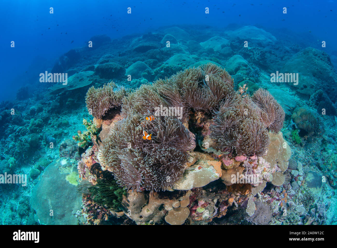 Amphiprion ocellaris clownfish immerso in grandi e magnifici anemone arroccato su una montagna reef di corallo. Nusa Lembongan, Bali, Indonesia. 2016. Foto Stock