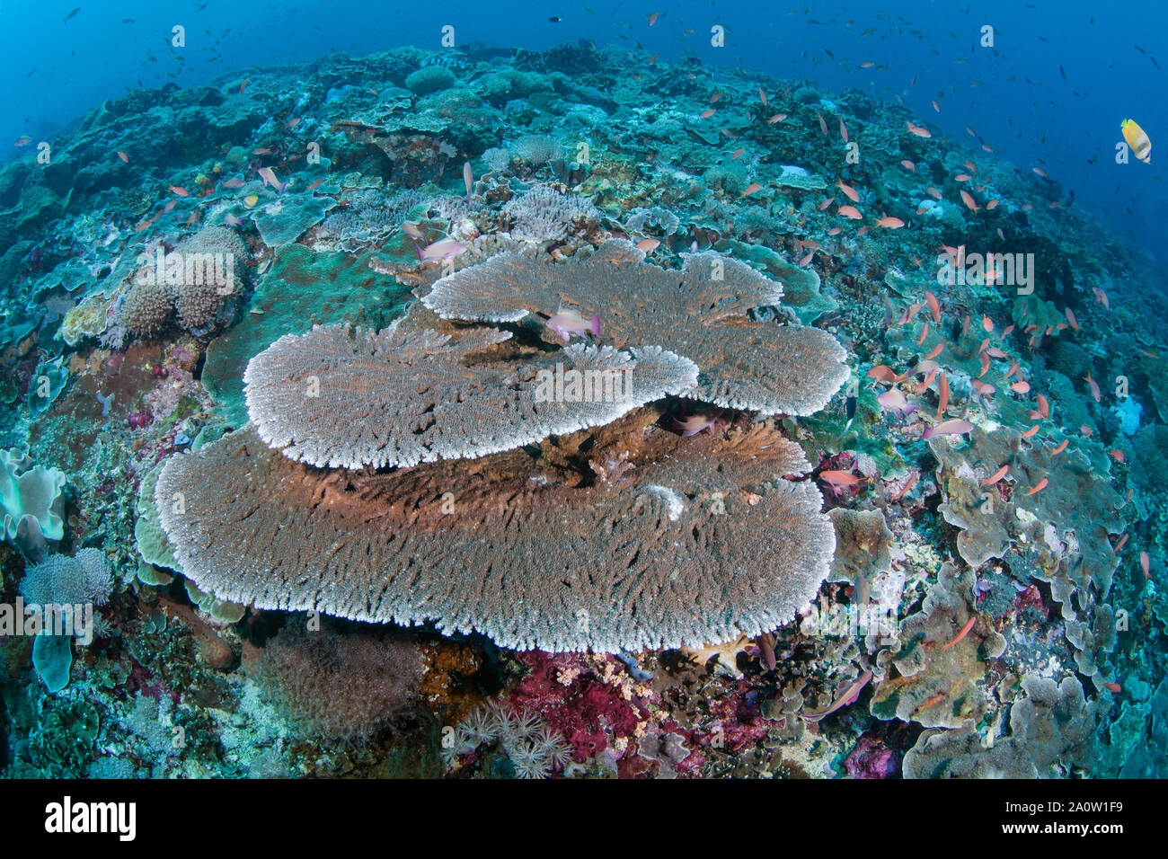 Multi-livello staghorn coral tavolo siede alla sommità di un pinnable circondata mediante placcatura di coralli colorati e pesci di scogliera. Nusa Lembongan, Bali, Indonesia Foto Stock