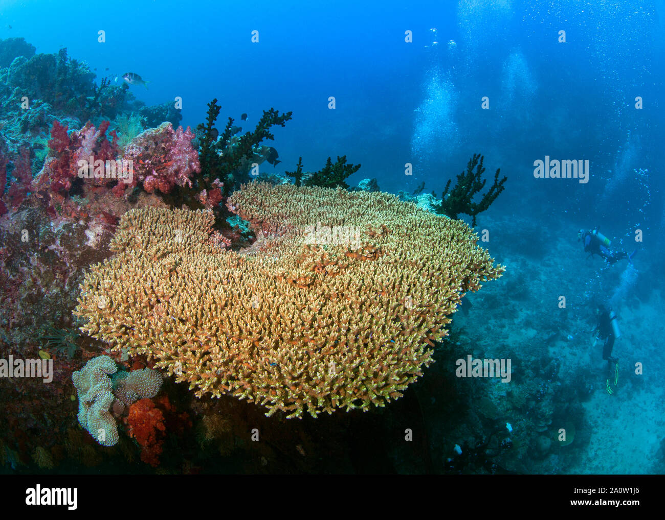 Subacquei (stagliano) guardando con stupore grande tabella ininterrotta del corallo, ma vi è il cestino il littering sul mare sottostante pavimento. Beqa Lagoon, Fiji. Foto Stock