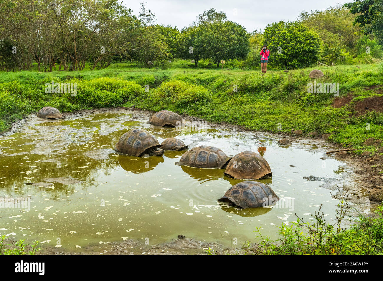 Le Galapagos La tartaruga gigante sull isola di Santa Cruz in Isole Galapagos. Ecoturismo per turisti in cerca di gruppo di molte tartarughe Galapagos di raffreddamento nel foro per l'acqua. Gli animali e la natura in Galápagos highlands. Foto Stock