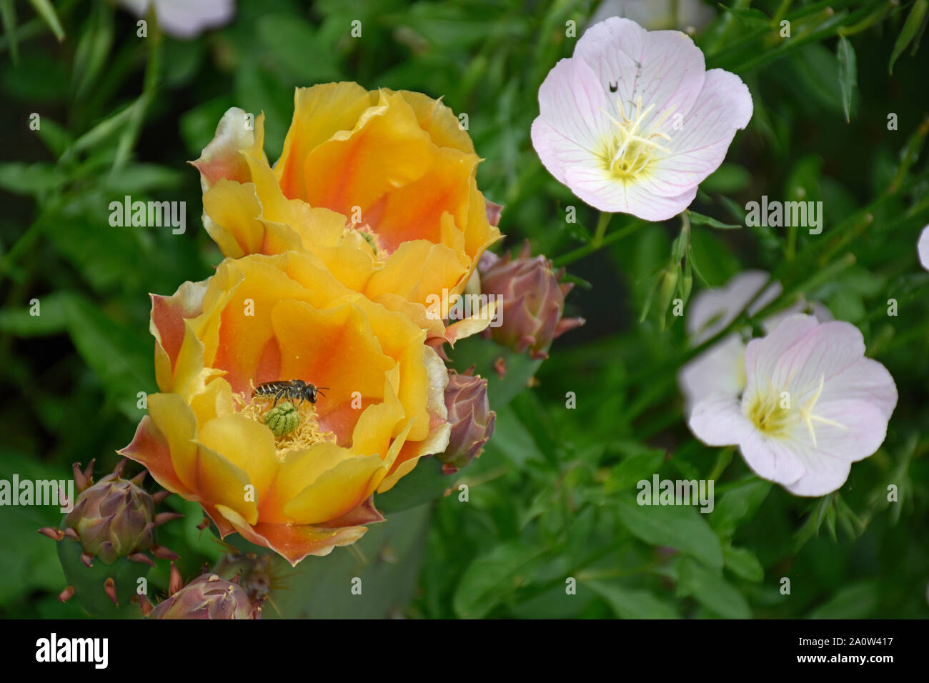 In via di estinzione Il miele delle api su Engelmann Ficodindia Cactus e primula della sera presso i Giardini Botanici in Nuovo Messico Foto Stock