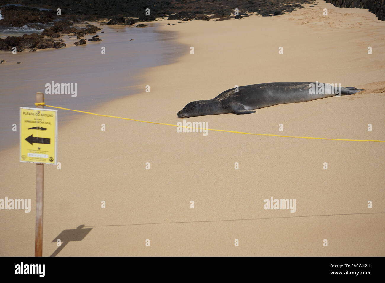 Il sigillo di Mistico Hawaiiano si trova sulla spiaggia di Poipu a Kauai. La foca monaca, una specie in pericolo, a volte dorme sulla sabbia per ore. Foto Stock