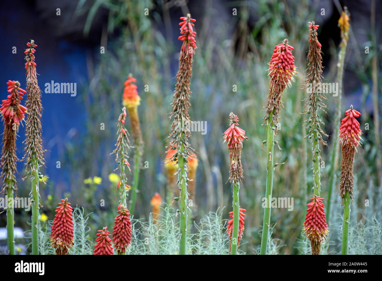 Red Hot Tritoma Gigli torcia dall Africa fotografato presso i giardini botanici in Nuovo Messico Foto Stock