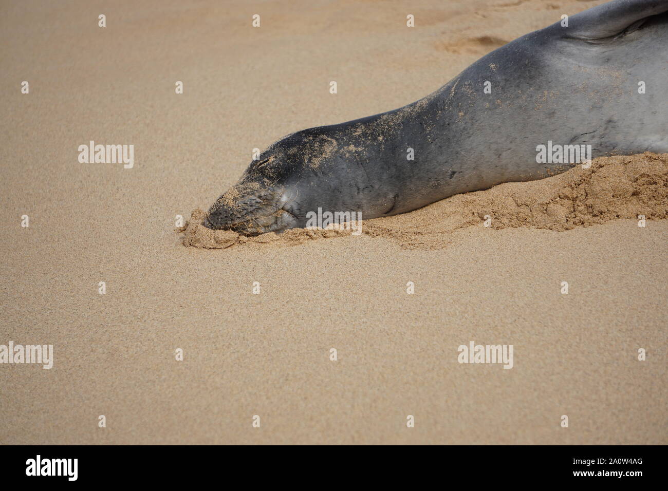 Hawaiian Monk Seal dorme sulla spiaggia di Poipu a Kauai. La foca monaca, una specie in pericolo, spesso riposerà sulla spiaggia per ore. Foto Stock