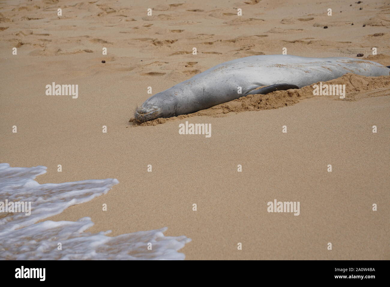 Hawaiian Monk Seal dorme sulla spiaggia di Poipu a Kauai. La foca monaca, una specie in pericolo, spesso riposerà sulla spiaggia per ore. Foto Stock