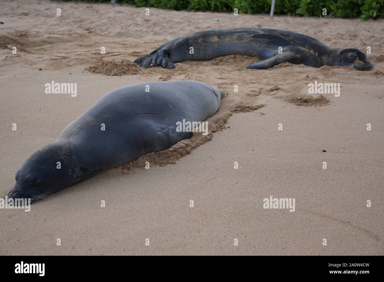 Un paio di foche monache hawaiane dorme sulla spiaggia di Poipu a Kauai. Le foche monache, una specie in pericolo Foto Stock