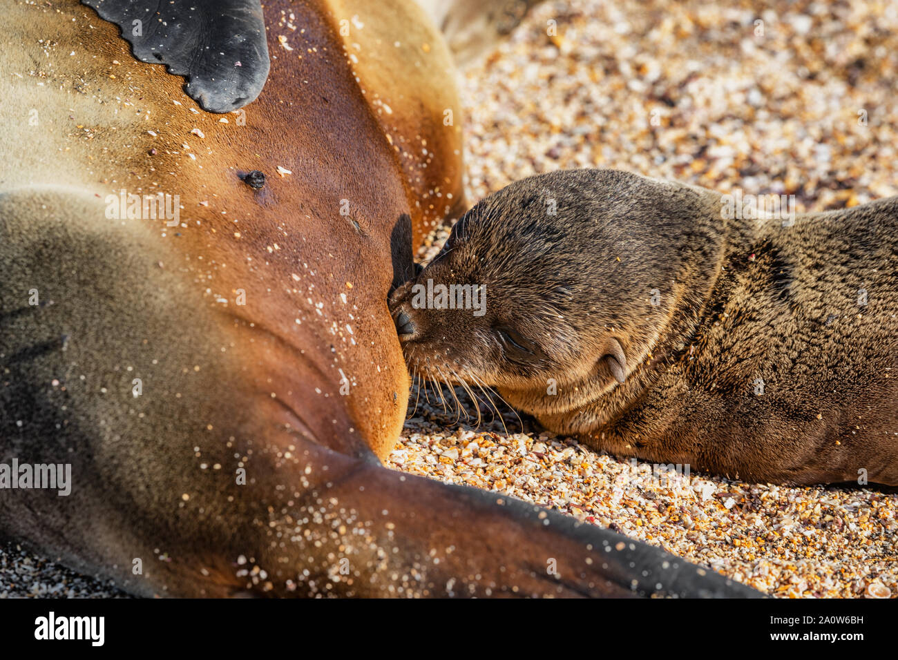 Isole Galapagos wildlife sea lion pup closeup allattamento al seno femminile di Sea Lion mom con bambino sulle isole Galapagos Crociera escursione della nave durante le Galapagos sea lion pupping stagione. La fauna di animali marini. Foto Stock