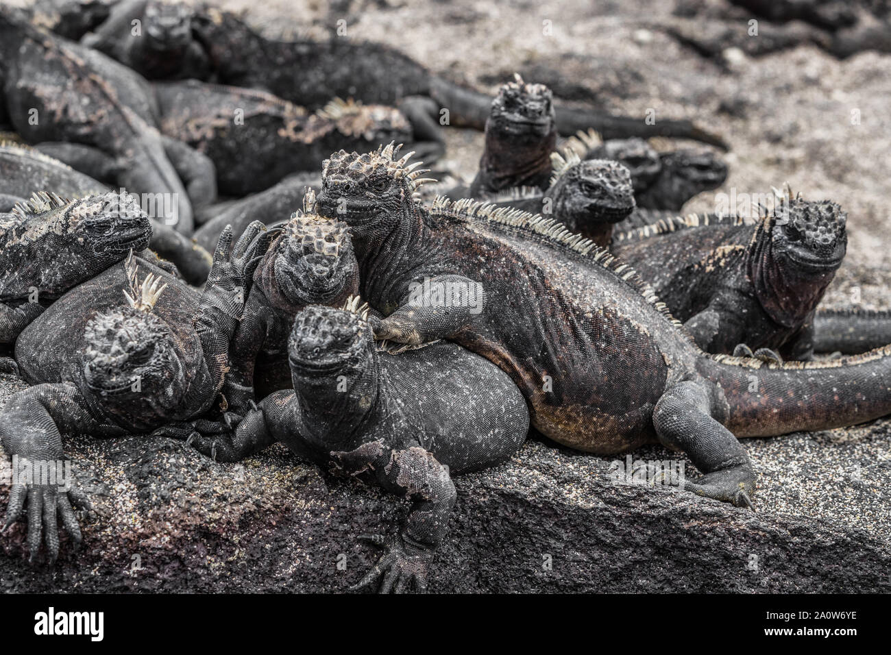 Animali. Galapagos iguane marine - riscaldamento di Iguana al sole su rocce vulcaniche su Fernandina Island, Espinoza punto. Incredibile fauna selvatica animali su isole Galapagos, Ecuador. Foto Stock