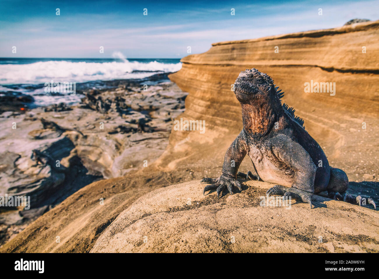 Isole Galapagos Marine - Iguana iguana riscaldamento nel sole su rocce di origine vulcanica su Puerto Egas (Egas port) isola di Santiago, Ecuador. Incredibile fauna selvatica animali su isole Galapagos, Ecuador. Foto Stock