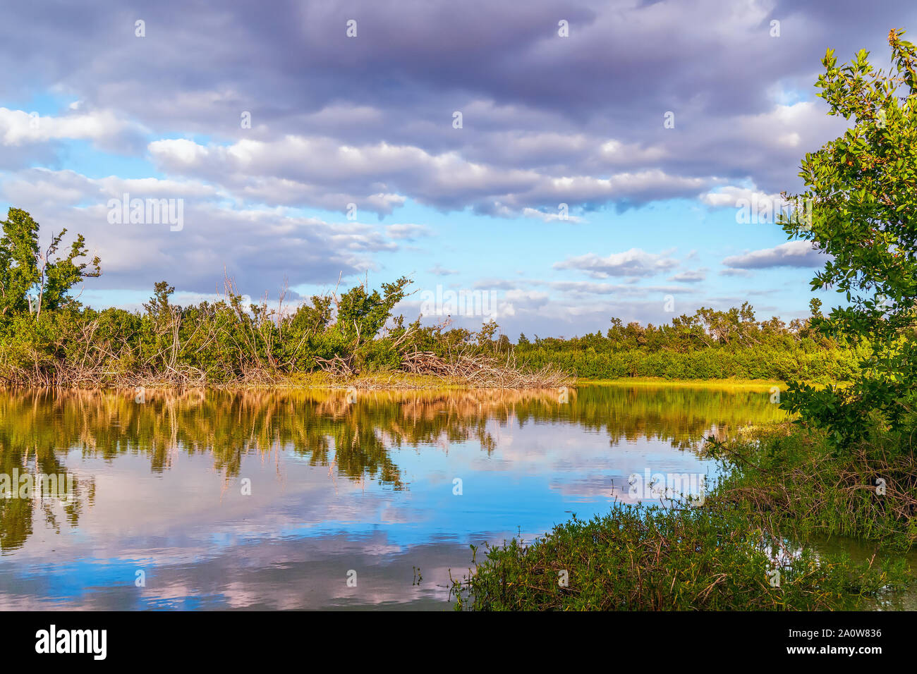 Laghetto eco in Everglades National Park. Florida. Stati Uniti d'America Foto Stock
