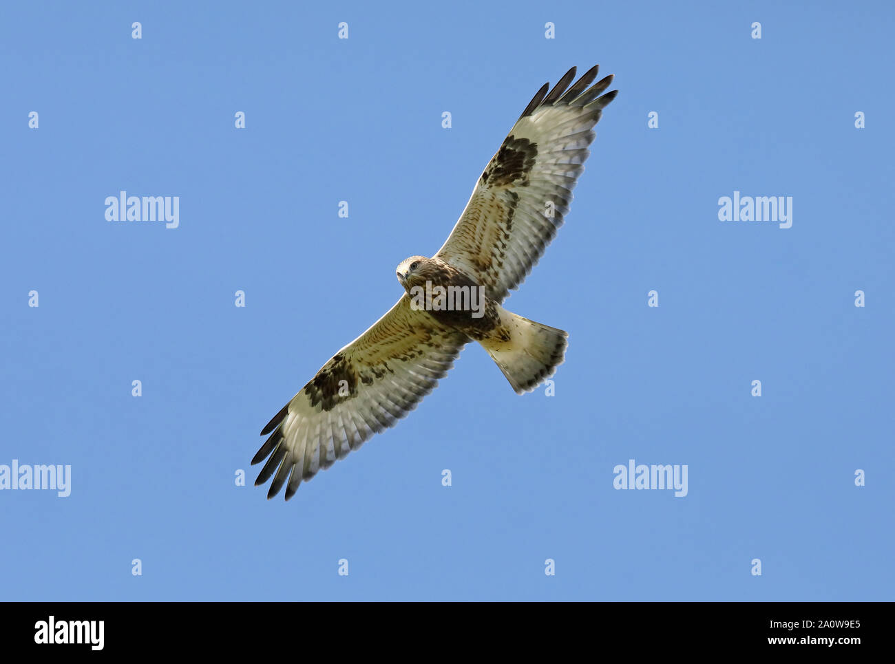 Poiana a zampe ruvide, Buteo lagopus Foto Stock