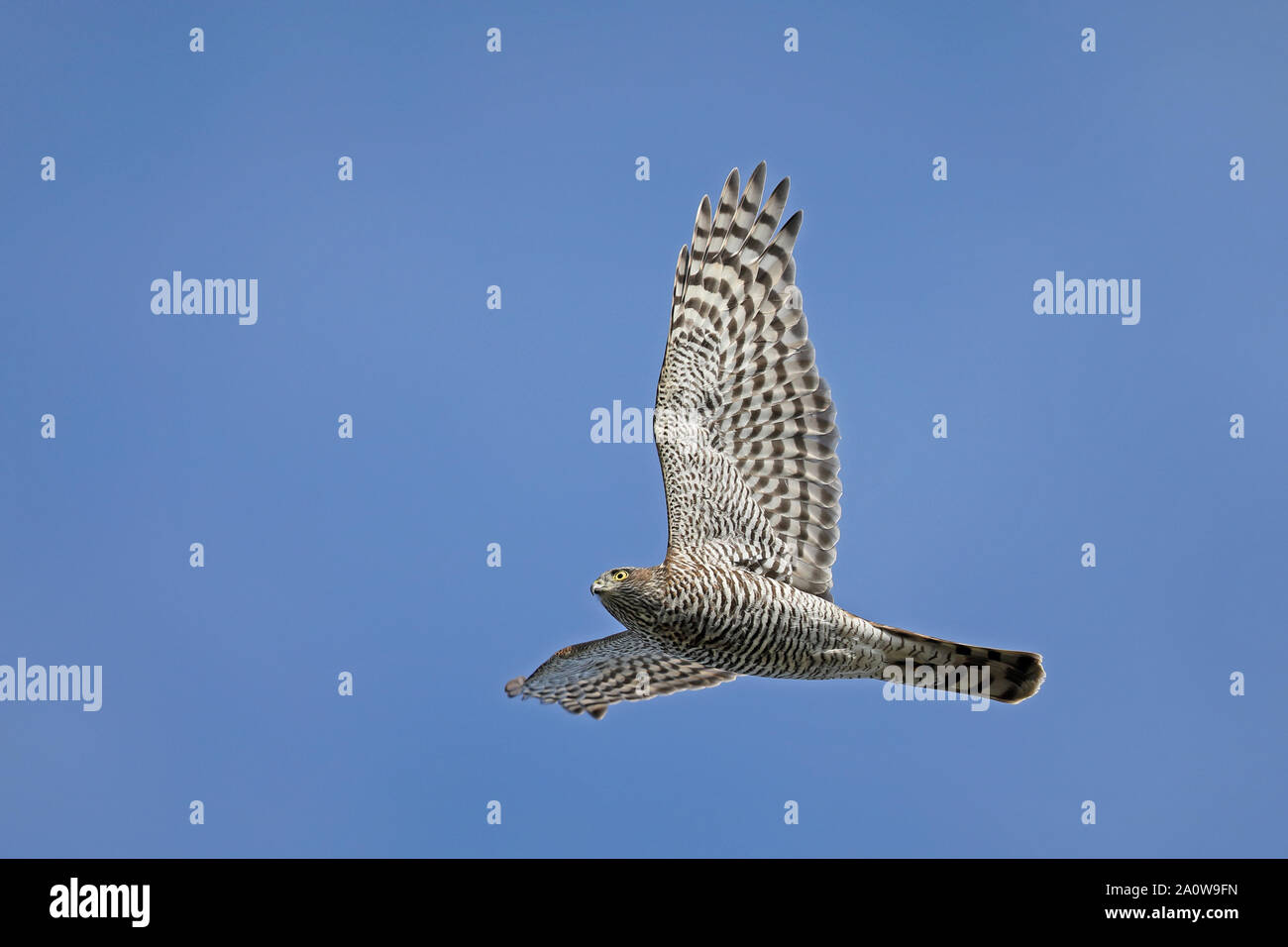 Volo Sparrowhawk / volo Sparrowhawk, migrazione Foto Stock