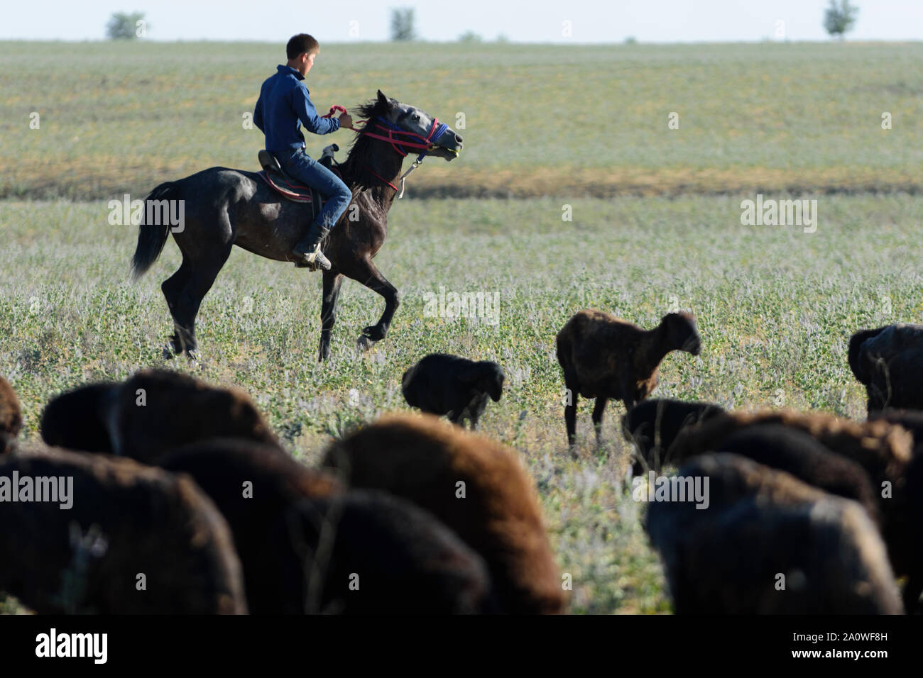 Giovane pastore a cavallo con il suo gregge di pecore nella steppa del Kazakistan Foto Stock