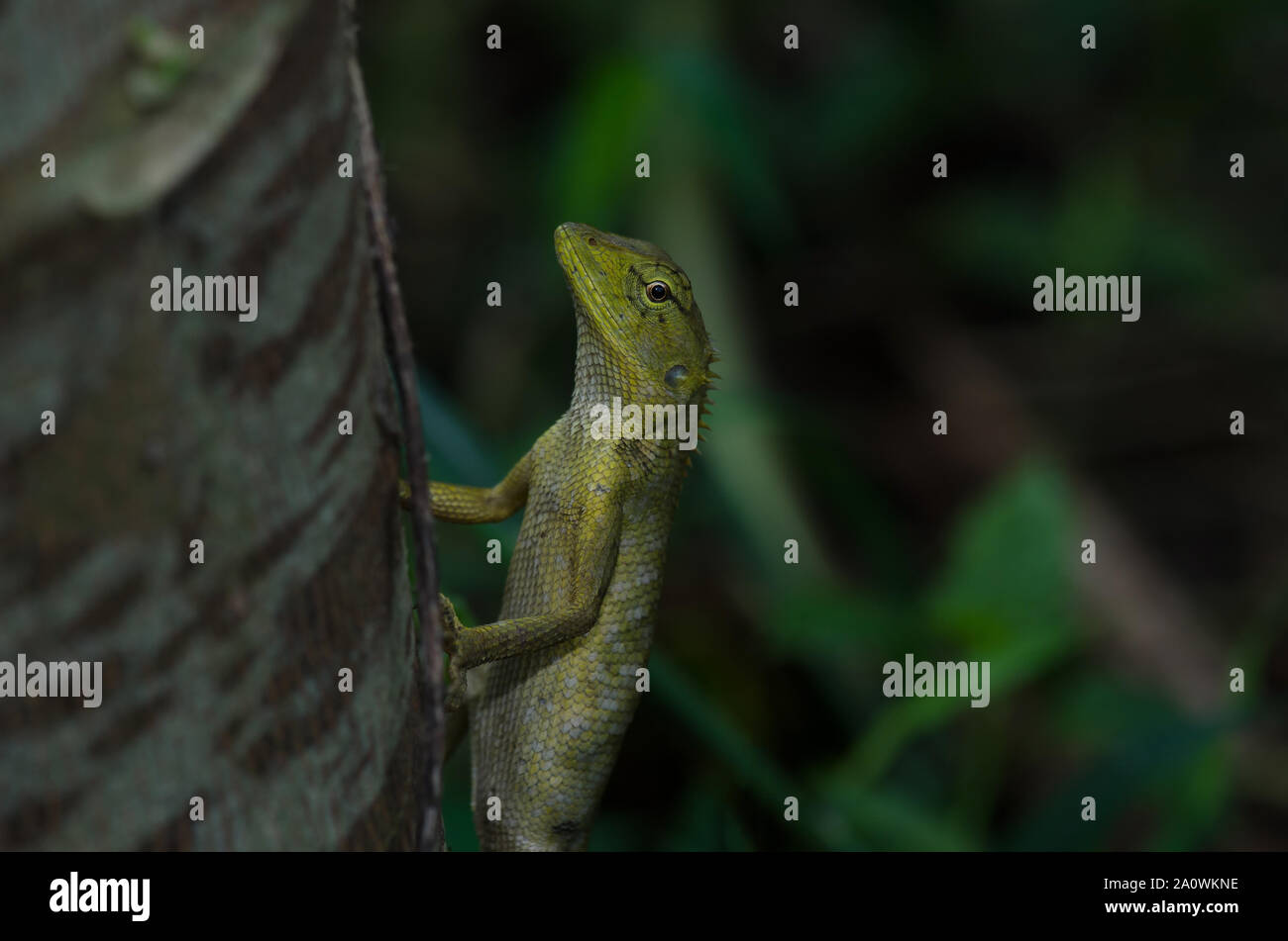 Oriental Garden Lizard seduti sulla corteccia di albero (Calotes versicolor) Foto Stock